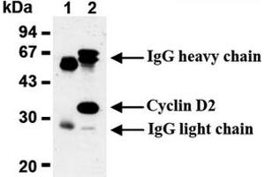 Western Blotting (WB) image for anti-Cyclin D2 (CCND2) antibody (ABIN487479)