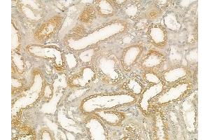 ABIN6260584 and ABIN6277289 at 1/100 staining human normal kidney tissue by IHC-P.