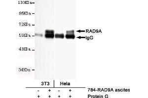 Immunoprecipitation analysis of Hela and 3T3 cell lysates using RAD9A mouse mAb. (RAD9A anticorps)