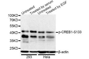 Western blot analysis of extracts of 293 and HeLa cells, using Phospho-CREB1-S133 antibody (ABIN5969880) at 1/1000 dilution. (CREB1 anticorps  (pSer133))