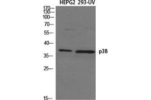 Western Blotting (WB) image for anti-Mitogen-Activated Protein Kinase 14 (MAPK14) (Thr180), (Tyr182) antibody (ABIN5955633)