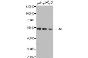 Western blot analysis of extracts of various cell lines, using ETS1 antibody (ABIN5970774) at 1/1000 dilution. (ETS1 anticorps)