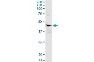 Immunoprecipitation of NR1I3 transfected lysate using anti-NR1I3 MaxPab rabbit polyclonal antibody and Protein A Magnetic Bead , and immunoblotted with NR1I3 purified MaxPab mouse polyclonal antibody (B01P) .