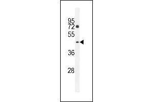 D2 Antibody (C-term) (ABIN655413 and ABIN2844958) western blot analysis in K562 cell line lysates (35 μg/lane). (PM20D2 anticorps  (C-Term))