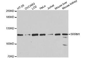 Western blot analysis of extracts of various cell lines, using SRRM1 antibody (ABIN1877093) at 1:3000 dilution. (SRRM1 anticorps)