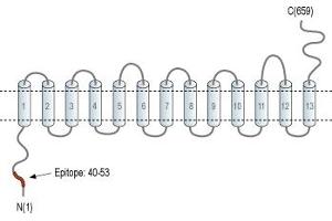 Representative domain view of the target of ABIN7885467.