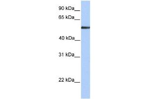 WB Suggested Anti-FUCA1 Antibody Titration: 0. (FUCA1 anticorps  (N-Term))