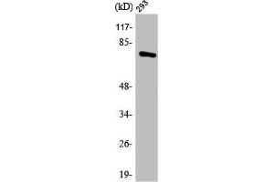 Western Blot analysis of 293 cells using Annexin VI Polyclonal Antibody (ANXA6 anticorps  (N-Term))