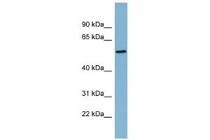 MIER2 antibody used at 1 ug/ml to detect target protein. (MIER2 anticorps  (Middle Region))