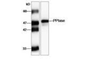 Image no. 1 for anti-FK506 Binding Protein 11, 19 KDa (FKBP11) (AA 28-201) antibody (ABIN791454) (FKBP11 anticorps  (AA 28-201))