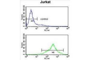 CSPP1 Antibody (N-term) flow cytometry analysis of Jurkat cells (bottom histogram) compared to a negative control cell (top histogram).