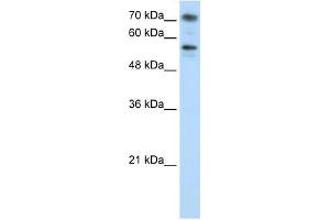 BRD7 antibody used at 0. (BRD7 anticorps  (C-Term))