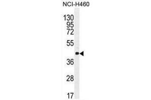 CCNC Antibody (N-term) western blot analysis in NCI-H460 cell line lysates (35µg/lane). (Cyclin C anticorps  (N-Term))