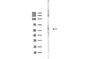 anti-TNF Receptor-Associated Factor 5 (TRAF5) (C-Term) antibody