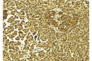 ABIN6275418 at 1/100 staining Mouse pancreas tissue by IHC-P. (S100A16 anticorps  (Internal Region))