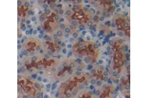 IHC-P analysis of Mouse Tissue, with DAB staining. (ITGB1 anticorps  (AA 454-714))
