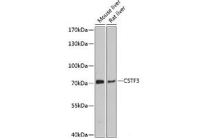 Western blot analysis of extracts of various cell lines using CSTF3 Polyclonal Antibody at dilution of 1:3000. (CSTF3 anticorps)