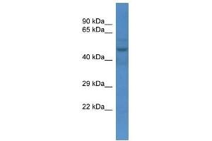 Western Blot showing Slc16a3 antibody used at a concentration of 1. (SLC16A3 anticorps  (N-Term))