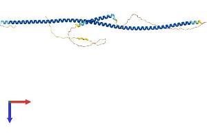 AlphaFold protein structure predicition of Mouse Recombinant Nde1 Protein, UniprotID Q9CZA6