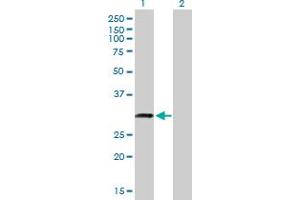 Western Blot analysis of C18orf10 expression in transfected 293T cell line by C18orf10 MaxPab polyclonal antibody. (TPGS2 anticorps  (AA 1-300))