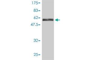 Western Blot detection against Immunogen (66 KDa) .