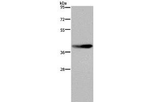 Western Blot analysis of RAW264. (DUSP4 anticorps)
