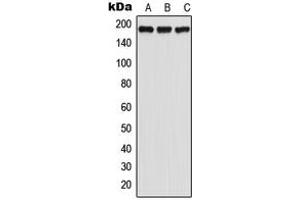 Western blot analysis of GPR125 expression in HeLa (A), SP2/0 (B), PC12 (C) whole cell lysates.