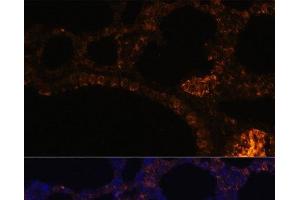 Immunofluorescence analysis of Rat lung cells using MUC2 Polyclonal Antibody at dilution of 1:100. (MUC2 anticorps)