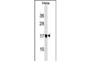 S1 Antibody (Center) (ABIN1538345 and ABIN2849044) western blot analysis in Hela cell line lysates (35 μg/lane). (AP2S1 anticorps  (AA 36-64))