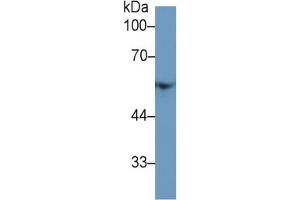 Mouse Capture antibody from the kit in WB with Positive Control: Sample Human Hela cell lysate. (Fibrinogen beta Chain Kit ELISA)