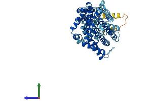 AlphaFold protein structure predicition of Human Recombinant SLC7A5 Protein, UniprotID Q01650