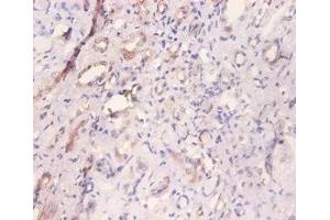 Immunohistochemistry of paraffin-embedded human kidney tissue using ABIN7160542 at dilution of 1:100 (MYL6 anticorps  (AA 3-151))