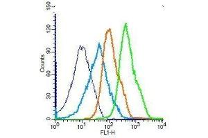 Mouse splenocytes probed with Rabbit Anti-Ceramide glucosyltransferase Polyclonal Antibody, Unconjugated .