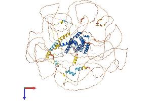 AlphaFold protein structure predicition of Human Recombinant AFF2 Protein, UniprotID P51816