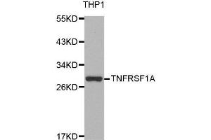 Western blot analysis of extracts of THP-1 cell line, using TNFRSF1A antibody. (TNFRSF1A anticorps  (AA 22-211))