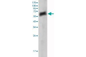 Western Blot analysis of AXL recombinant protein with AXL monoclonal antibody, clone 7E10 .