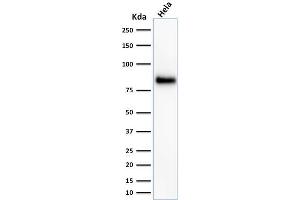 Western Blot Analysis of HeLa cell lysate using CD44 Mouse Monoclonal Antibody (156-3C11). (CD44 anticorps)