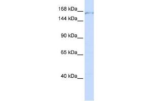 PDS5A antibody used at 1 ug/ml to detect target protein.