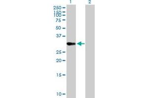 Western Blot analysis of OVOL1 expression in transfected 293T cell line by OVOL1 MaxPab polyclonal antibody. (OVOL1 anticorps  (AA 1-267))
