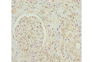 Immunohistochemistry of paraffin-embedded human kidney tissue using ABIN7154750 at dilution of 1:100