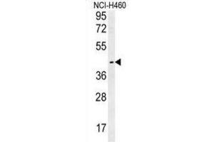 Western Blotting (WB) image for anti-Lysosomal Protein Transmembrane 5 (LAPTM5) antibody (ABIN2995513) (LAPTM5 anticorps)