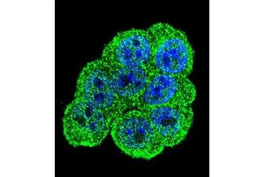 Confocal immunofluorescent analysis of DEF Antibody (N-term) (ABIN655755 and ABIN2845199) with Hela cell followed by Alexa Fluor 488-conjugated goat anti-rabbit lgG (green). (ZC3H18 anticorps  (N-Term))