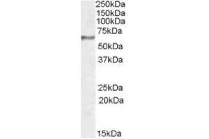 Image no. 1 for anti-Synaptotagmin I (SYT1) (Internal Region) antibody (ABIN375123) (SYT1 anticorps  (Internal Region))