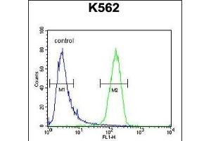 IQCJ Antibody (C-term) (ABIN654864 and ABIN2844523) flow cytometric analysis of K562 cells (right histogram) compared to a negative control cell (left histogram). (IQCJ anticorps  (C-Term))