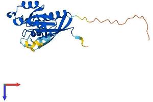 AlphaFold protein structure predicition of Mouse Recombinant Rab10 Protein, UniprotID P61027