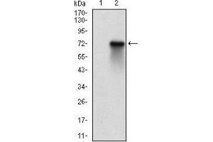 Western blot analysis using RPS6KA2 mAb against HEK293 (1) and RPS6KA2 (AA: 415-734)-hIgGFc transfected HEK293 (2) cell lysate. (RPS6KA2 anticorps  (AA 415-734))