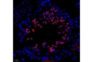Immunofluorescence of paraffin embedded mouse testis using ESD (ABIN7073862) at dilution of 1: 400 (250x lens)