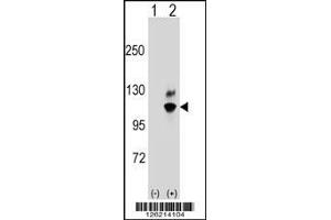 Western blot analysis of GNL2 using rabbit polyclonal GNL2 Antibody using 293 cell lysates (2 ug/lane) either nontransfected (Lane 1) or transiently transfected (Lane 2) with the GNL2 gene.