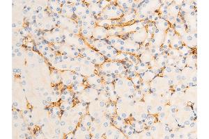 ABIN6267302 at 1/100 staining mouse kidney tissue sections by IHC-P.