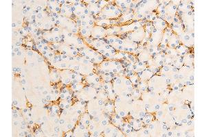 ABIN6267302 at 1/100 staining mouse kidney tissue sections by IHC-P. (ICAM1 anticorps  (pTyr512))